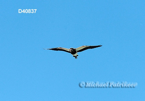Southern Lapwing (Vanellus chilensis)